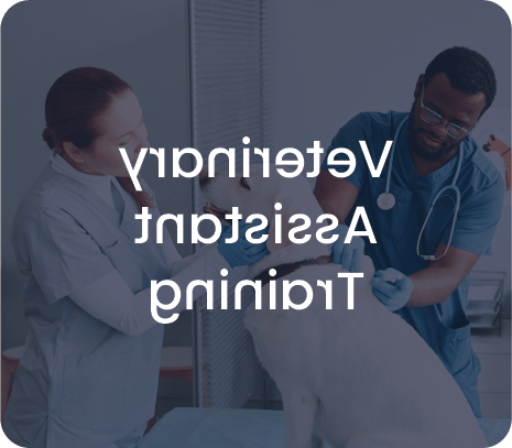 世界杯官方app Online Veterinary Assistant Training